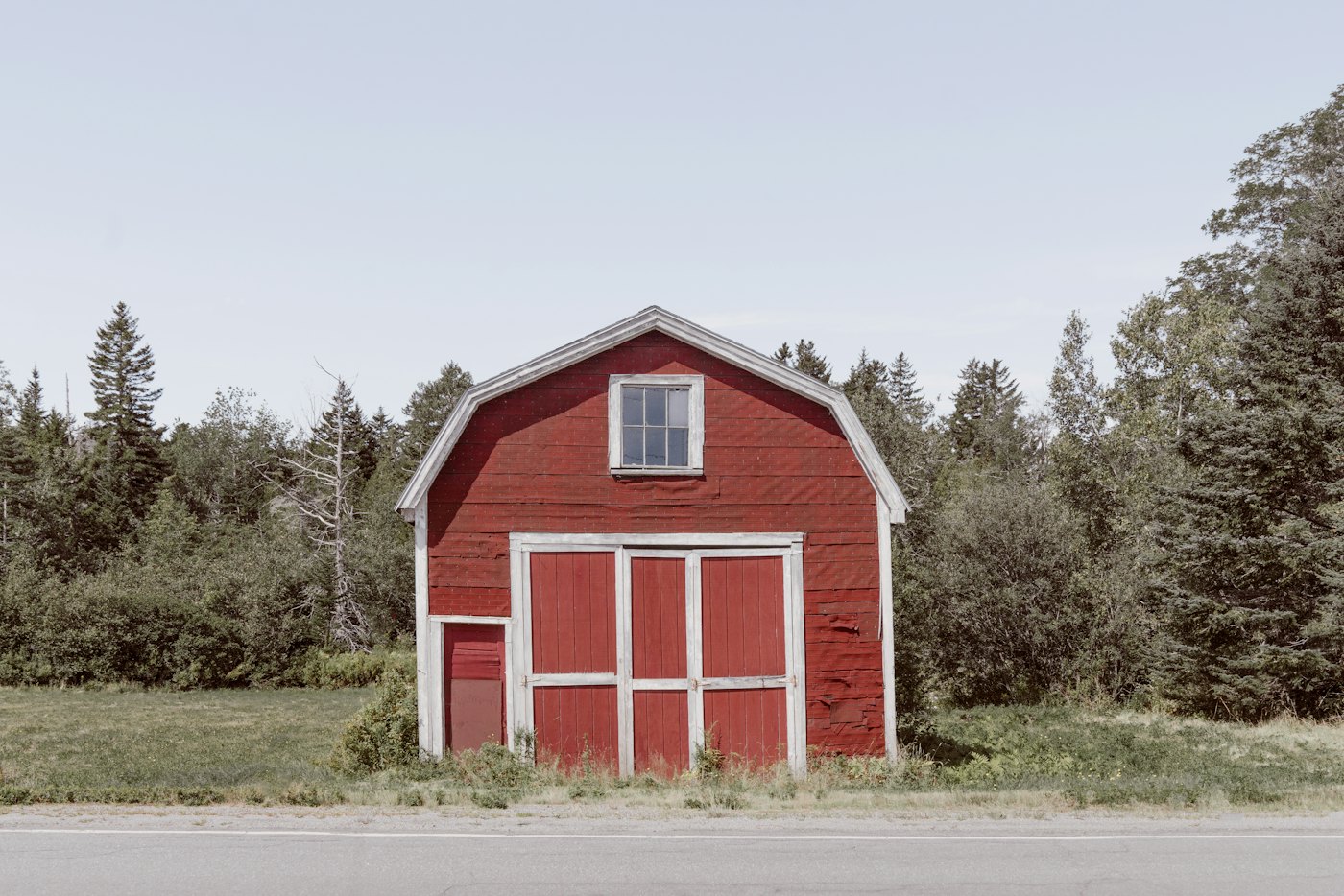 Red barn with a gable roof at the edge of a spruce forest